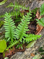 Polypodium appalachianum