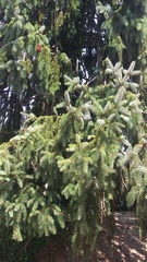 Picea abies