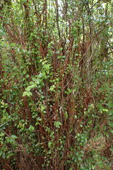 Calyptospora columnaris