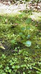 Hydrocotyle