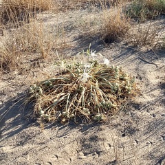Pancratium maritimum