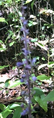 Liriope