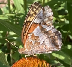 Euptoieta claudia