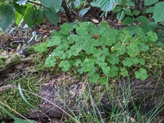 Oxalis acetosella