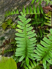 Polypodium appalachianum