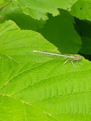 Platycnemis pennipes
