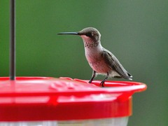 Archilochus alexandri