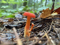 Hygrocybe miniata