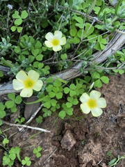 Oxalis obtusa