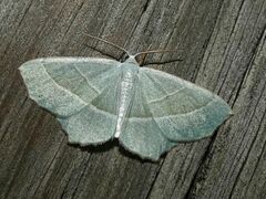 Campaea margaritaria