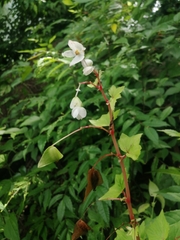 Begonia palmeri
