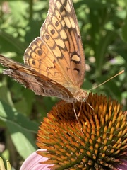Euptoieta claudia