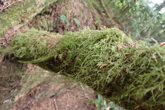 Pseudisothecium stoloniferum