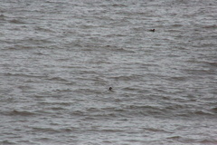 Somateria mollissima