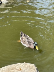 Anas platyrhynchos domesticus
