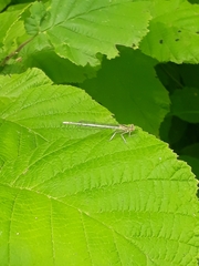 Platycnemis pennipes