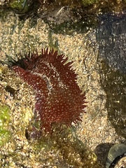 Actinia fragacea
