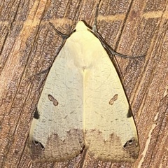 Ophiusa tirhaca