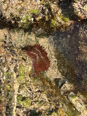 Actinia fragacea