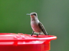 Archilochus alexandri