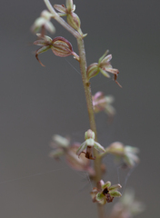 Neottia cordata
