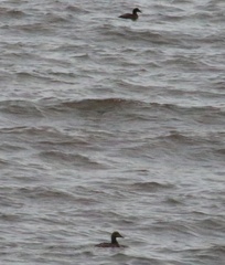 Somateria mollissima