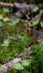 Neottia cordata