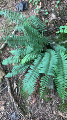 Polystichum acrostichoides