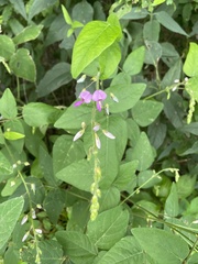 Desmodium canescens