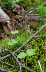 Neottia cordata