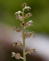 Neottia cordata