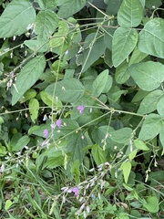 Desmodium canescens