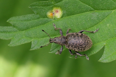 Liophloeus tessulatus