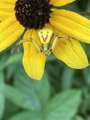 Misumenoides formosipes