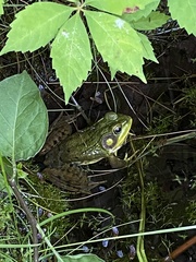 Lithobates clamitans