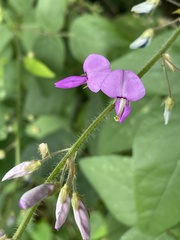 Desmodium canescens