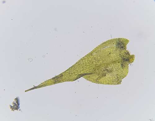 Image of Campyliadelphus chrysophyllus by (c) Helen Waterman, some rights reserved (CC BY)