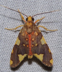 Trichromia metachryseis