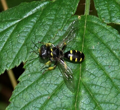 Ectemnius lapidarius