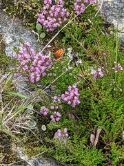 Lycaena phlaeas