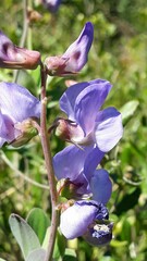 Lathyrus nervosus