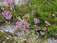 Lycaena phlaeas