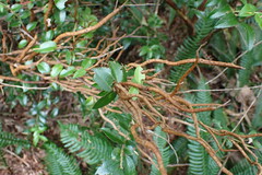 Calyptospora columnaris