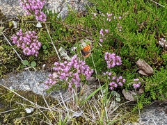 Lycaena phlaeas