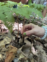 Botrypus virginianus