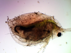 Daphnia pulex