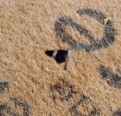 Trichodezia albovittata