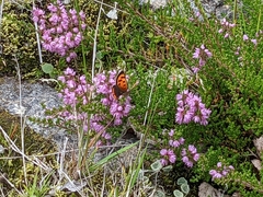Lycaena phlaeas