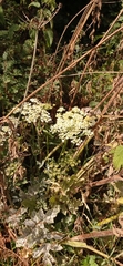 Heracleum sphondylium