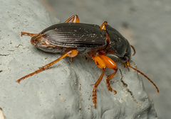 Pseudoophonus
